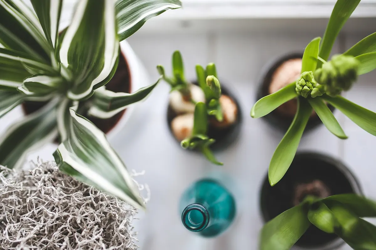 10 Common Houseplant Mistakes UK Beginners Make (and How to Fix Them)