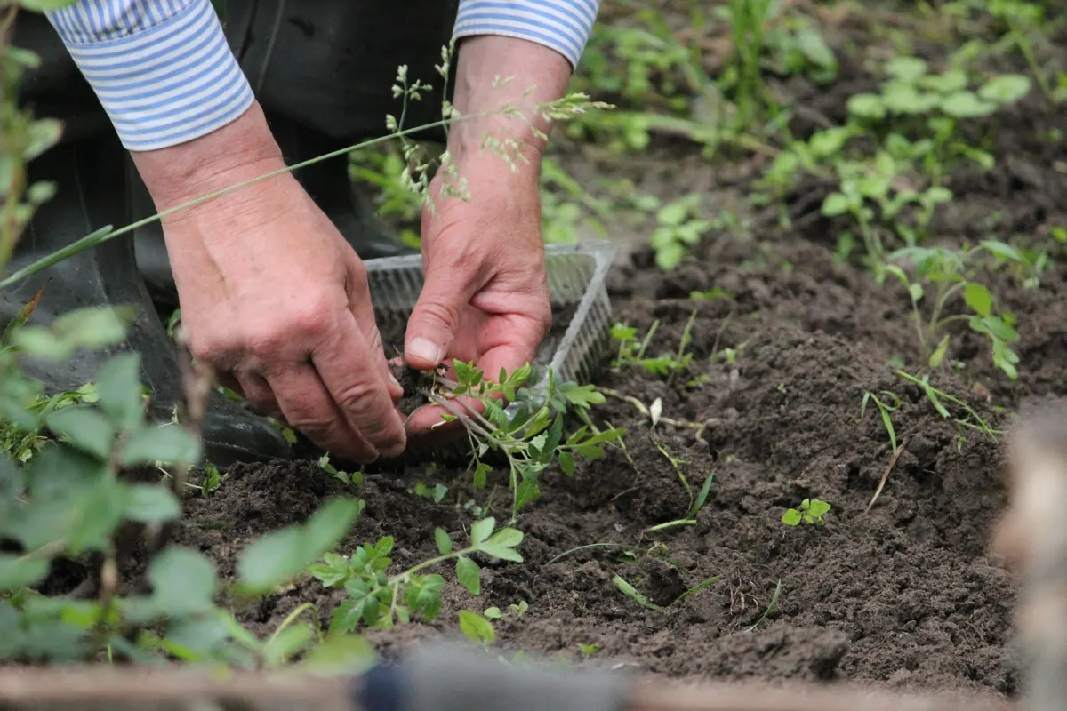 A Simple Guide to Soil pH for UK Gardeners: Testing, Adjusting and Choosing Plants