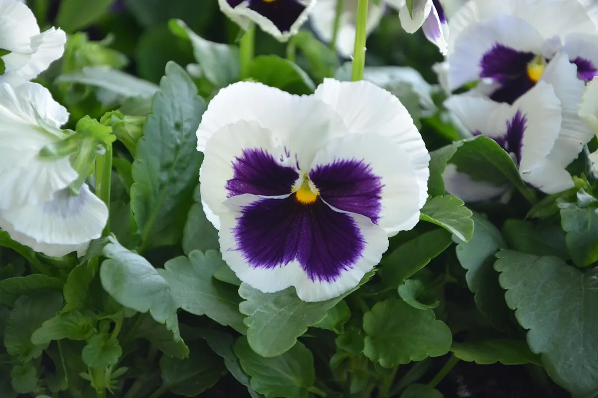 Annuals vs Perennials: What's the Difference and Which Should You Plant?