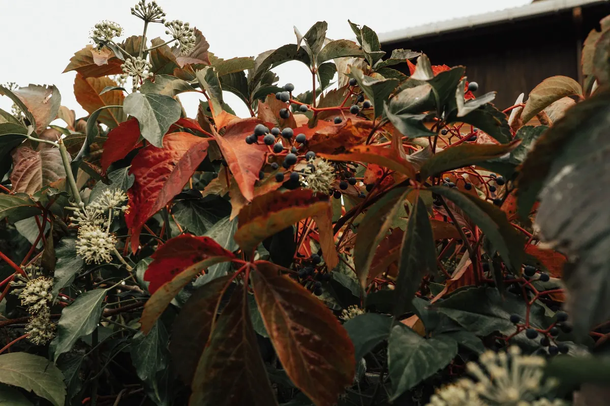Autumn Garden Checklist for UK Gardens: 15 Jobs to Do Before Winter