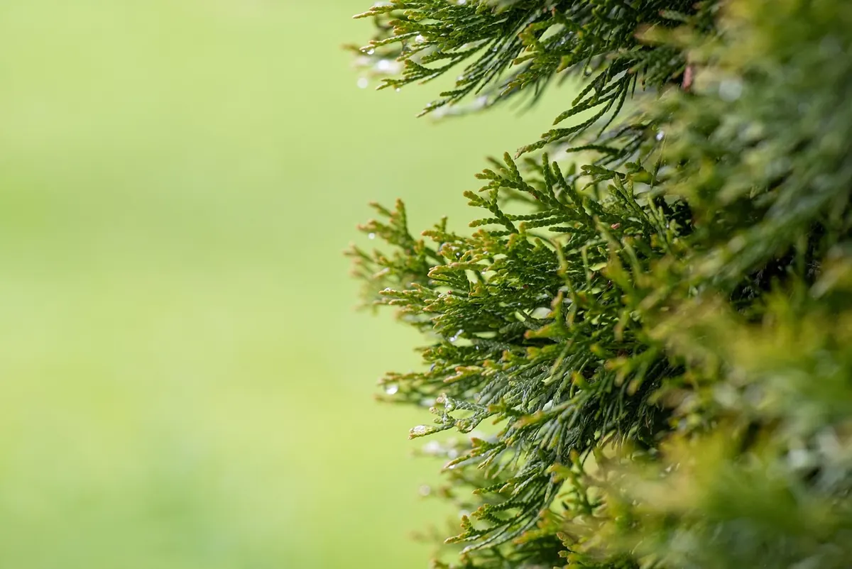 Best Evergreen Shrubs for UK Privacy: Fast-Growing and Low-Maintenance Options