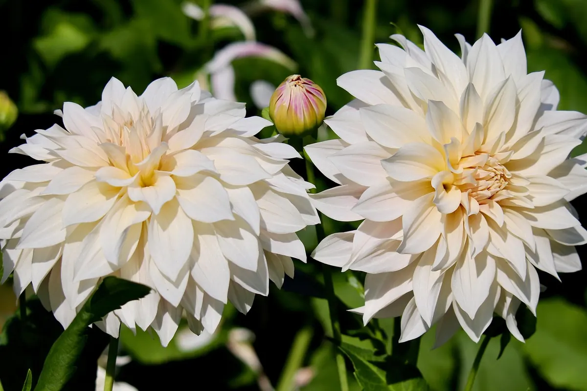 How to Grow Dahlias in the UK: From Tubers to Spectacular Summer Flowers