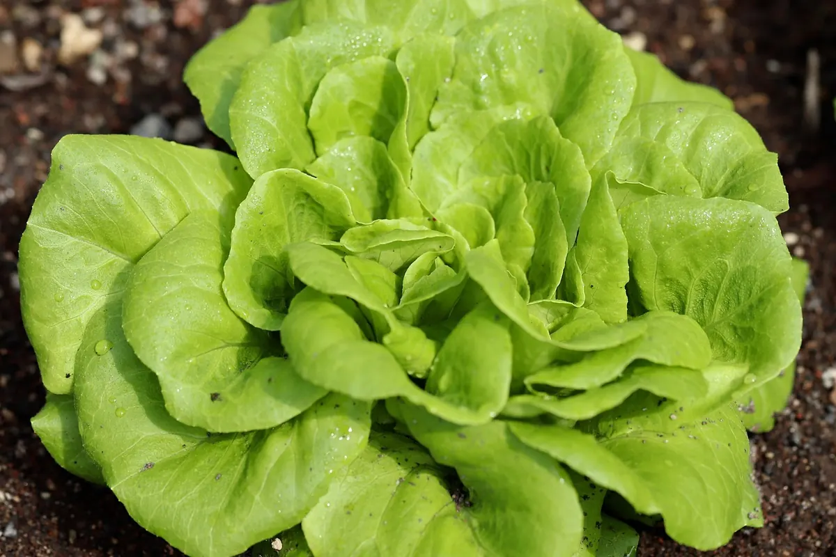 Raised Beds vs In-Ground Planting: Which Is Better for UK Gardens?